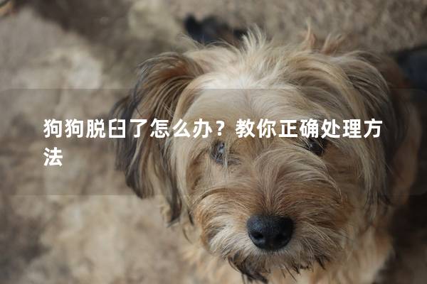 狗狗脱臼了怎么办？教你正确处理方法