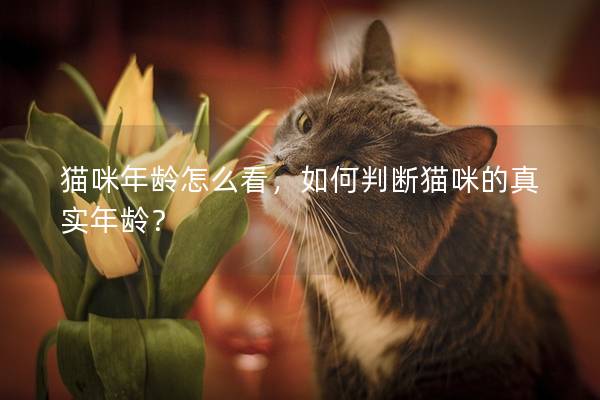 猫咪年龄怎么看，如何判断猫咪的真实年龄？