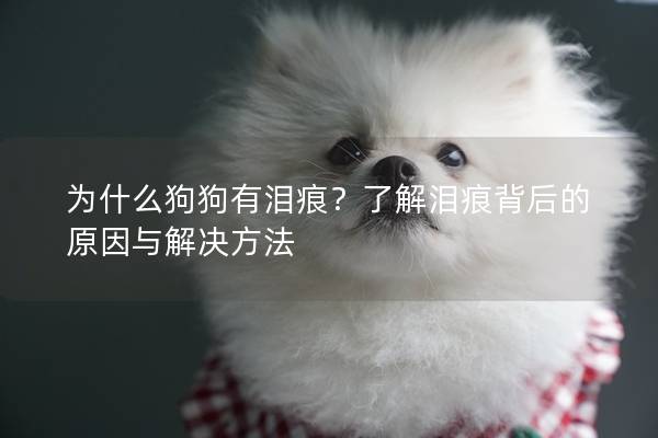为什么狗狗有泪痕？了解泪痕背后的原因与解决方法