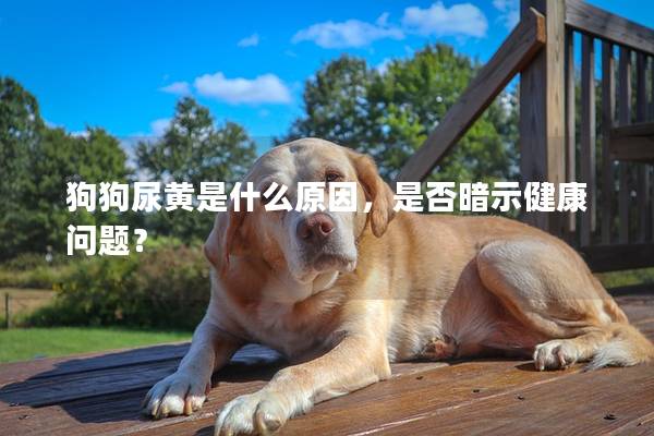 狗狗尿黄是什么原因，是否暗示健康问题？