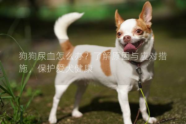 狗狗尿血怎么办？了解原因与应对措施，保护爱犬健康