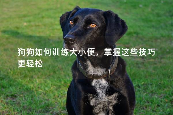 狗狗如何训练大小便，掌握这些技巧更轻松