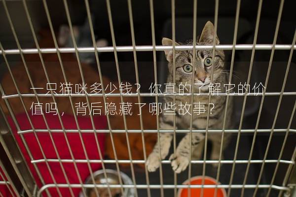一只猫咪多少钱？你真的了解它的价值吗，背后隐藏了哪些故事？
