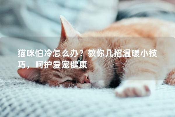 猫咪怕冷怎么办？教你几招温暖小技巧，呵护爱宠健康