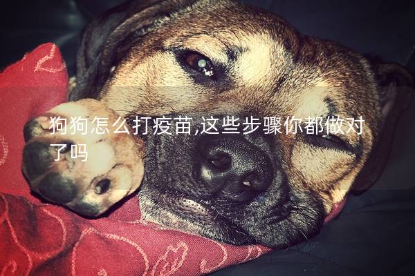 狗狗怎么打疫苗,这些步骤你都做对了吗