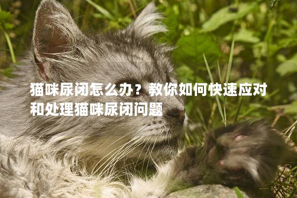 猫咪尿闭怎么办？教你如何快速应对和处理猫咪尿闭问题