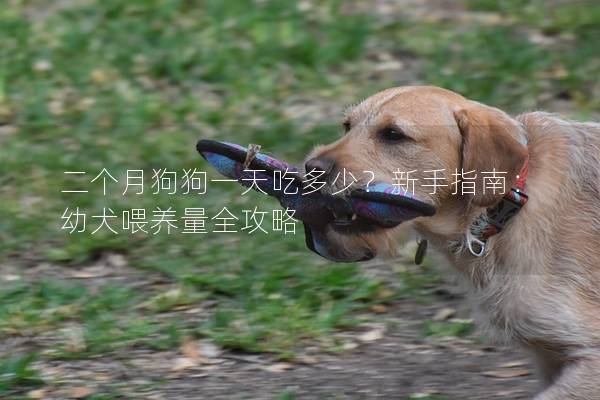 二个月狗狗一天吃多少？新手指南：幼犬喂养量全攻略