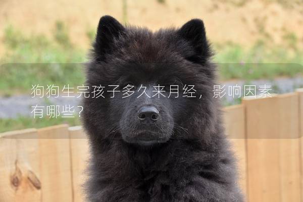 狗狗生完孩子多久来月经，影响因素有哪些？