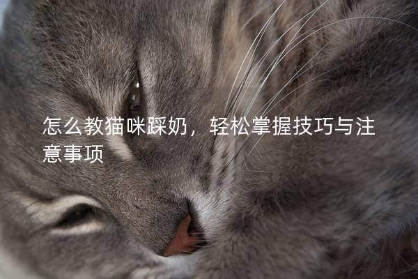 怎么教猫咪踩奶，轻松掌握技巧与注意事项
