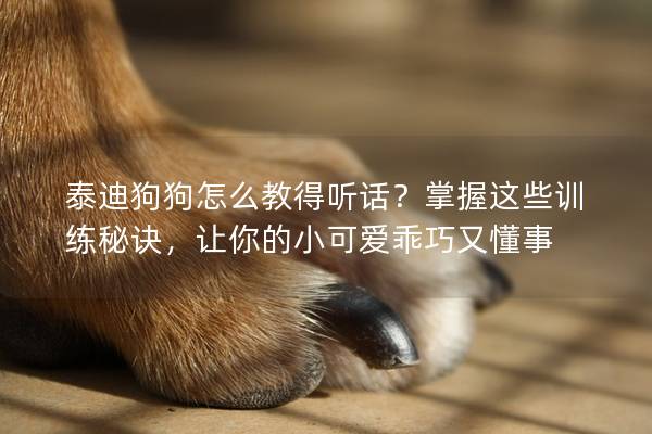 泰迪狗狗怎么教得听话？掌握这些训练秘诀，让你的小可爱乖巧又懂事