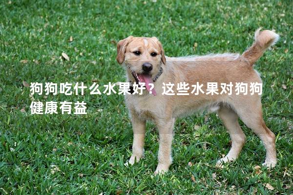 狗狗吃什么水果好？这些水果对狗狗健康有益
