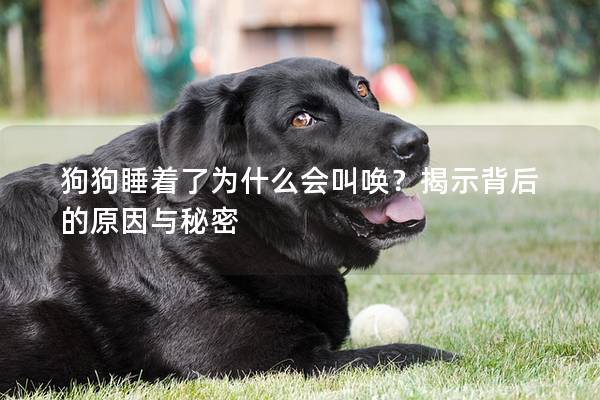 狗狗睡着了为什么会叫唤？揭示背后的原因与秘密