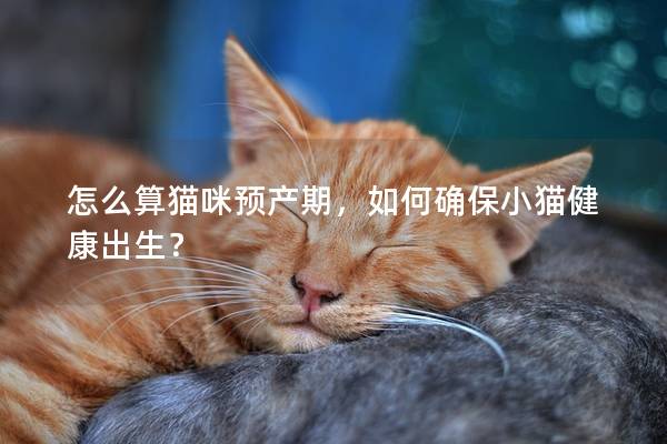 怎么算猫咪预产期，如何确保小猫健康出生？