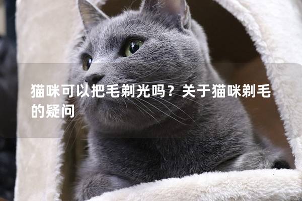 猫咪可以把毛剃光吗？关于猫咪剃毛的疑问
