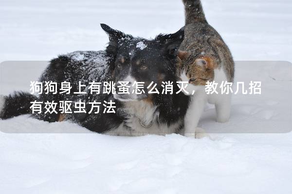 狗狗身上有跳蚤怎么消灭，教你几招有效驱虫方法