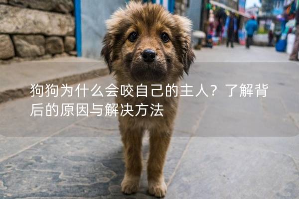 狗狗为什么会咬自己的主人？了解背后的原因与解决方法