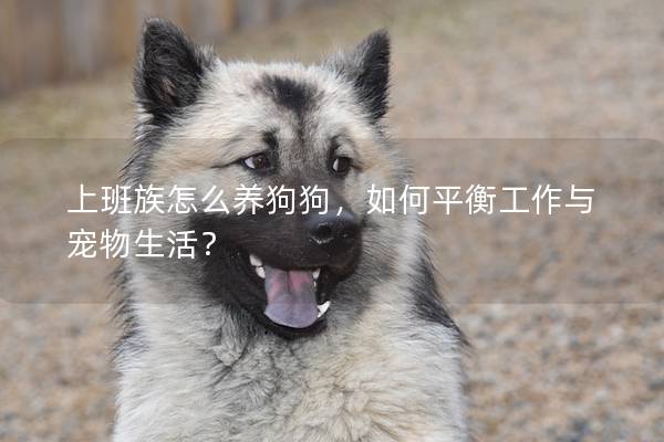 上班族怎么养狗狗，如何平衡工作与宠物生活？