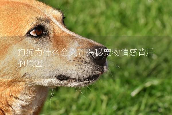 狗狗为什么会哭？揭秘宠物情感背后的原因