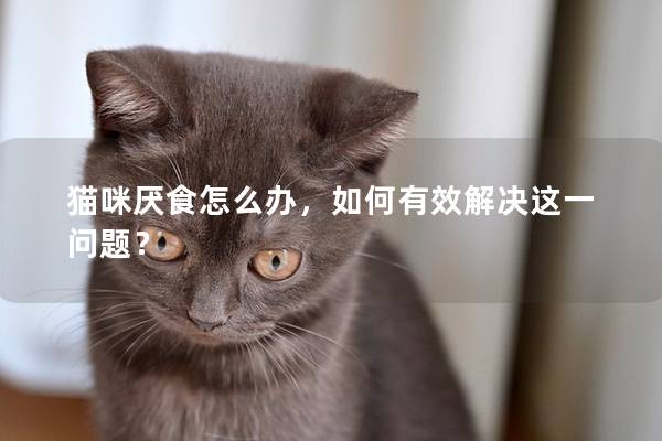 猫咪厌食怎么办，如何有效解决这一问题？