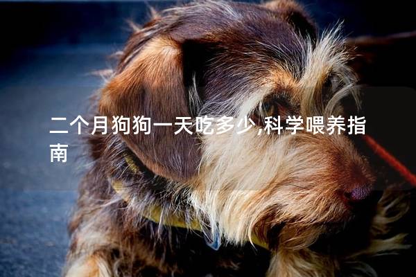 二个月狗狗一天吃多少,科学喂养指南