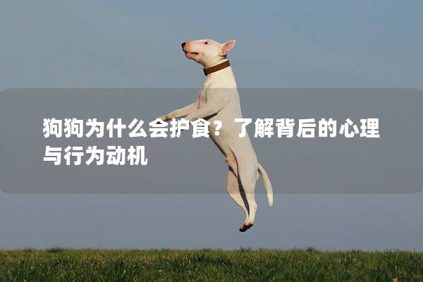狗狗为什么会护食？了解背后的心理与行为动机