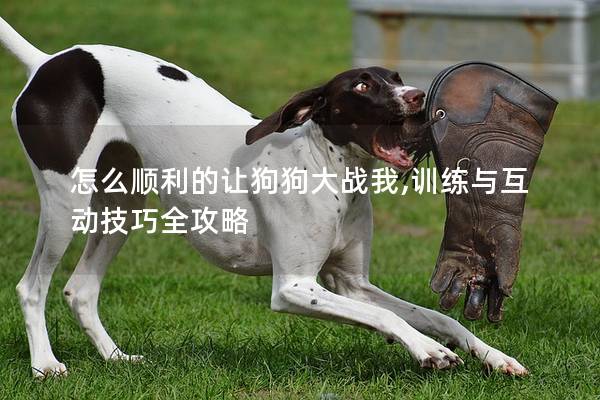 怎么顺利的让狗狗大战我,训练与互动技巧全攻略