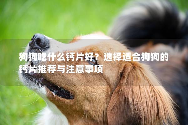 狗狗吃什么钙片好？选择适合狗狗的钙片推荐与注意事项