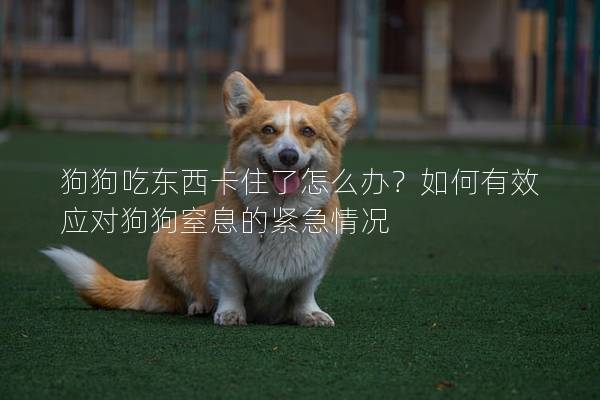 狗狗吃东西卡住了怎么办？如何有效应对狗狗窒息的紧急情况