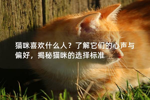 猫咪喜欢什么人？了解它们的心声与偏好，揭秘猫咪的选择标准