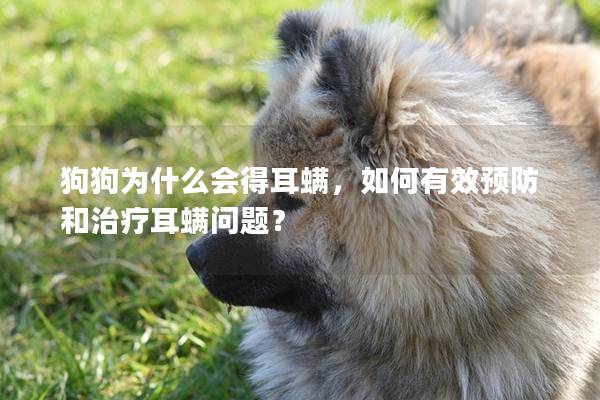 狗狗为什么会得耳螨，如何有效预防和治疗耳螨问题？