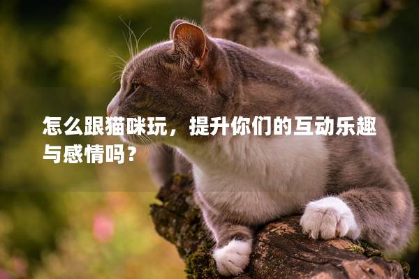 怎么跟猫咪玩，提升你们的互动乐趣与感情吗？