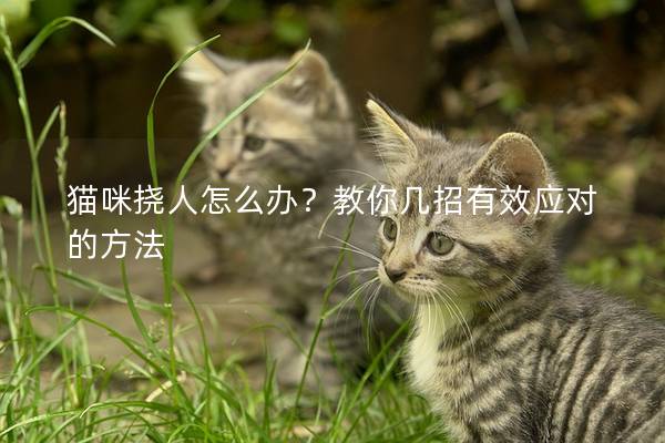 猫咪挠人怎么办？教你几招有效应对的方法