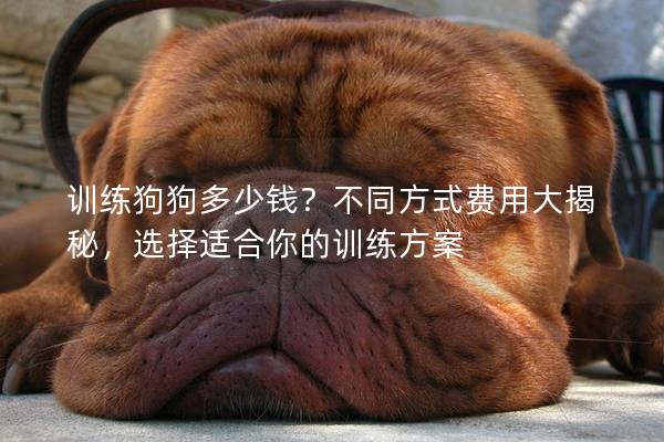 训练狗狗多少钱？不同方式费用大揭秘，选择适合你的训练方案