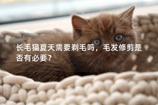 长毛猫夏天需要剃毛吗，毛发修剪是否有必要？