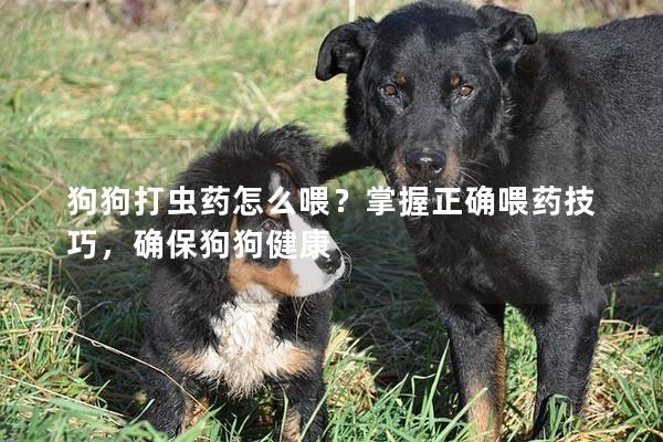 狗狗打虫药怎么喂？掌握正确喂药技巧，确保狗狗健康