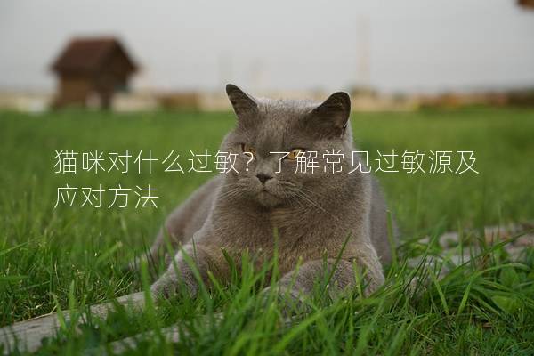 猫咪对什么过敏？了解常见过敏源及应对方法