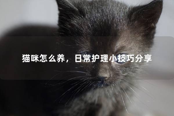 猫咪怎么养，日常护理小技巧分享