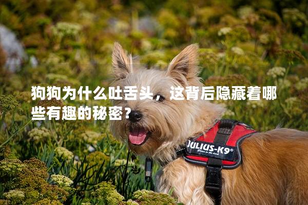 狗狗为什么吐舌头，这背后隐藏着哪些有趣的秘密？