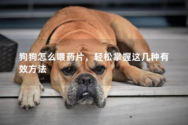 狗狗怎么喂药片，轻松掌握这几种有效方法