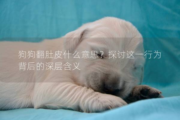 狗狗翻肚皮什么意思？探讨这一行为背后的深层含义