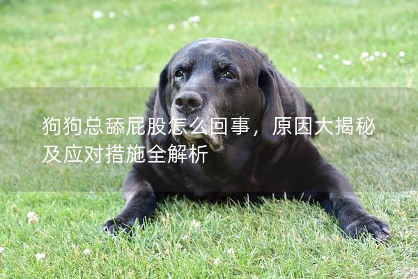 狗狗总舔屁股怎么回事，原因大揭秘及应对措施全解析