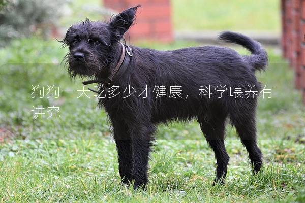 狗狗一天吃多少才健康，科学喂养有讲究