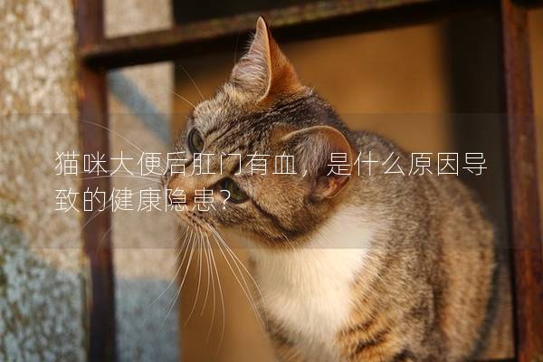 猫咪大便后肛门有血，是什么原因导致的健康隐患？