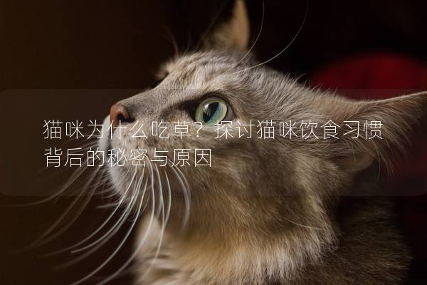 猫咪为什么吃草？探讨猫咪饮食习惯背后的秘密与原因