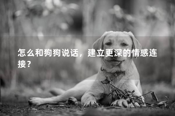 怎么和狗狗说话，建立更深的情感连接？