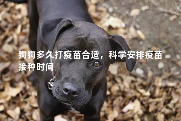 狗狗多久打疫苗合适，科学安排疫苗接种时间