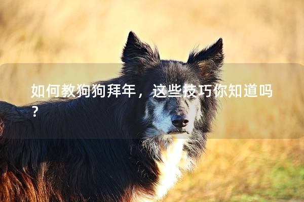 如何教狗狗拜年，这些技巧你知道吗？