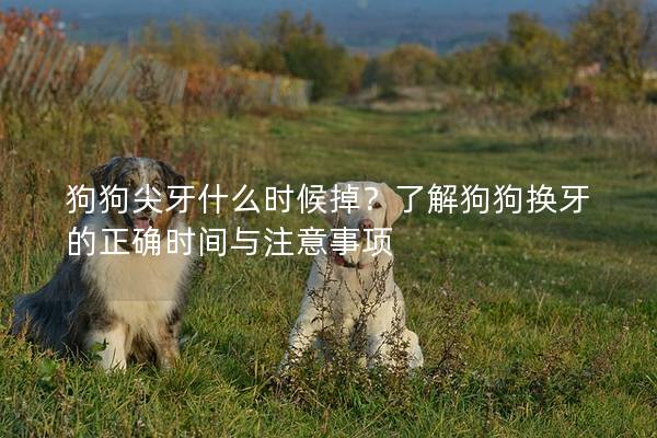 狗狗尖牙什么时候掉？了解狗狗换牙的正确时间与注意事项