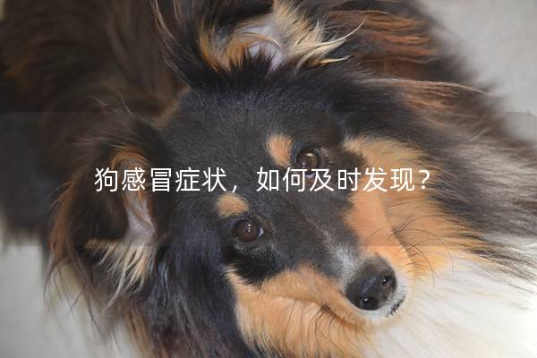 狗感冒症状，如何及时发现？