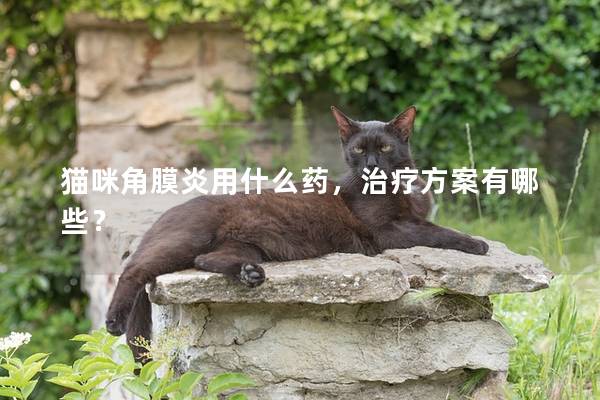 猫咪角膜炎用什么药，治疗方案有哪些？